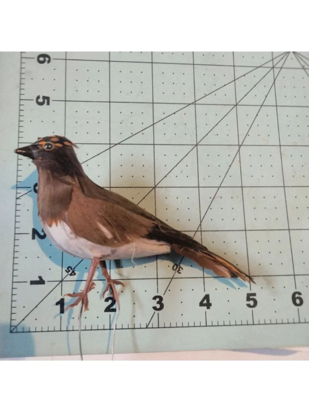 Decorative Tufted Birds Brown Orange Feathers Realistic Craft Display Lot 2
